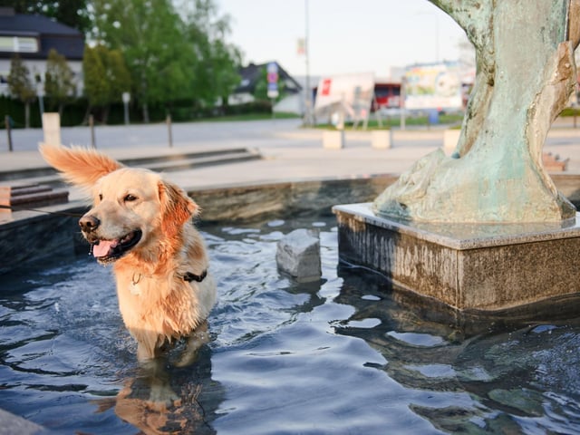 Giving your dog lots of exercise is a brilliant healthy habit to have and, for dogs and dog owners who are often out and about, we recommend buying a collapsible bowl or water bottle-bowl combo to provide access to drinking water wherever you are. To prevent dehydration and overheating when out with your dog on warm days, offer small amounts of water every 15 to 20 minutes.