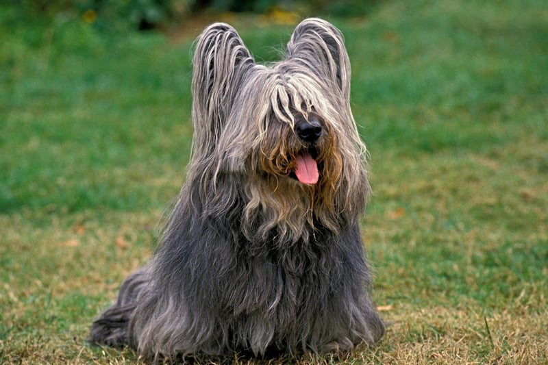 10 breeds of adorable dog most loyal to you and your family