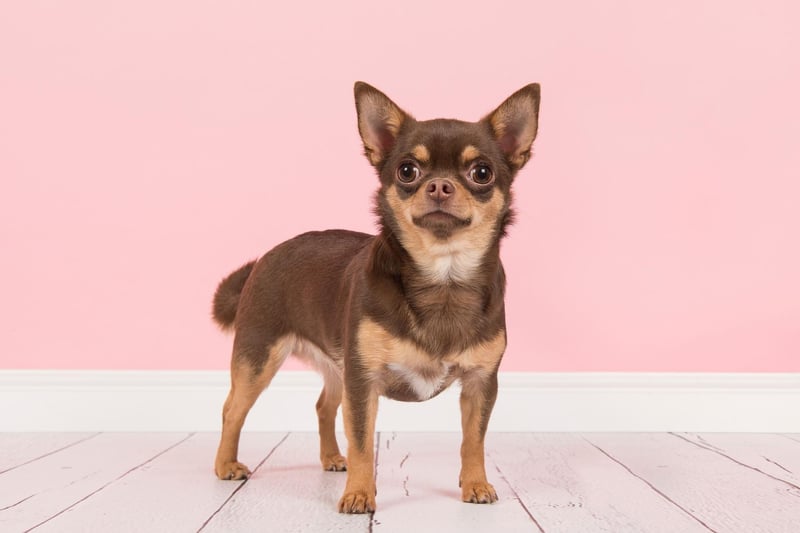The UK Kennel Club recognised two distinct breeds of Chihuahua - the smooth coat and the long coat - while the American Kennel Club classifies them as varieties of the same breed.