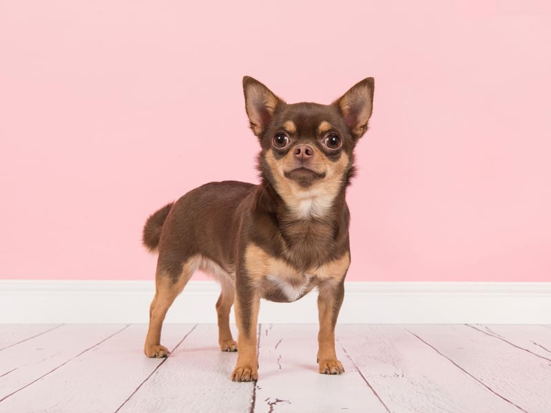 The UK Kennel Club recognised two distinct breeds of Chihuahua - the smooth coat and the long coat - while the American Kennel Club classifies them as varieties of the same breed.
