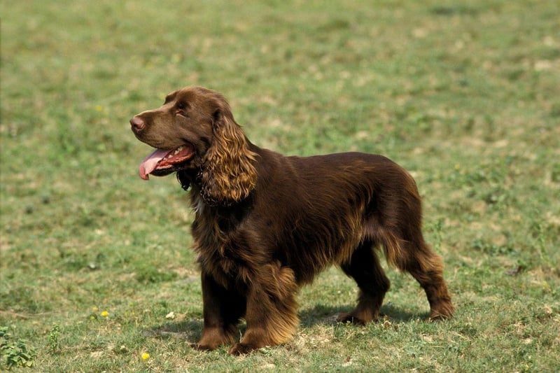 A rare breed, even in the UK where they were developed, the Field Spaniel was originally bred to be an all-black show dog in the late 19th century. Their name comes from their usefulness in 'field work' - or hunting on land.