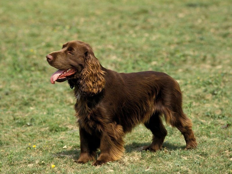 A rare breed, even in the UK where they were developed, the Field Spaniel was originally bred to be an all-black show dog in the late 19th century. Their name comes from their usefulness in 'field work' - or hunting on land.