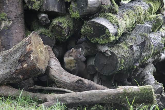 This elusive pine marten is just one of the creatures making a comeback as a result of improvements to nature sites by Cumbernauld Living Landscape and local groups. Photograph: Paul Barclay