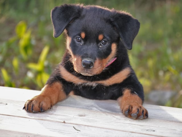 Completing Scotland's top five most popular female dog names of 2021 is Luna. It's of Latin origin, meaning 'moon', and was the name of the Roman goddess of the moon. Luna was the UK's most popular dog name of 2021, and second in the world.