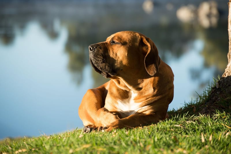 Also known as the South African mastiff, the Boerboel was used in its native South Africa to guard homesteads. They are one of the most powerful breeds of dog and fear nothing.