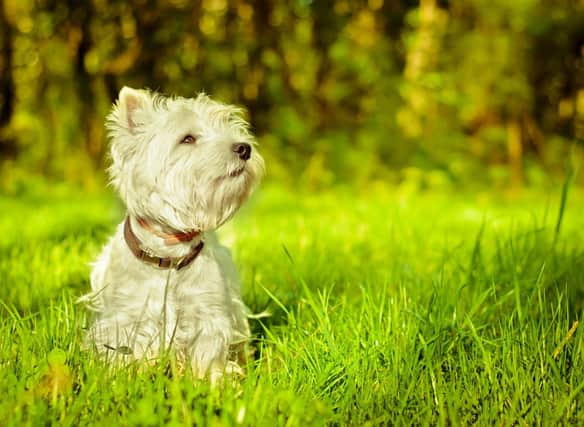 How much do you know about the adorable West Highland Terrier?