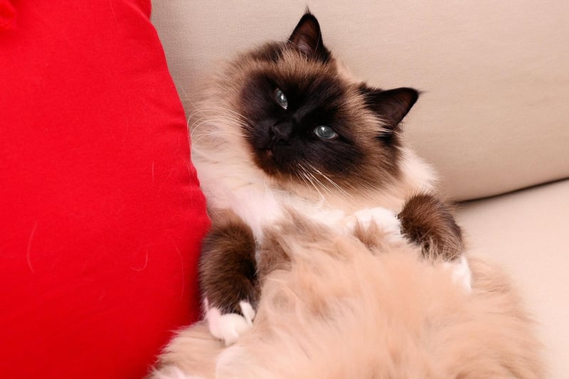 The Birman is a very affectionate cat breed that makes a fabulous family pet. A larger cat, they can weigh up to 15lbs.