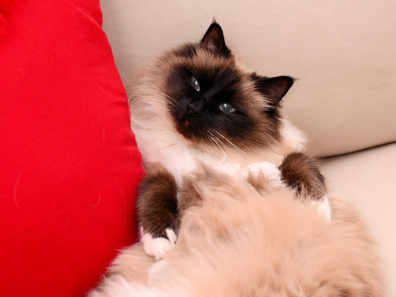The Birman is a very affectionate cat breed that makes a fabulous family pet. A larger cat, they can weigh up to 15lbs.