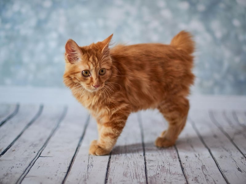 This stocky, much-loved breed has a stunning coat of fur. However, rather than be fluffy, their coats are often shaggy.