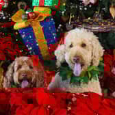 There's no need for your four-legged friend to miss out on the fun of Christmas dinner.