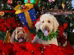 There's no need for your four-legged friend to miss out on the fun of Christmas dinner.
