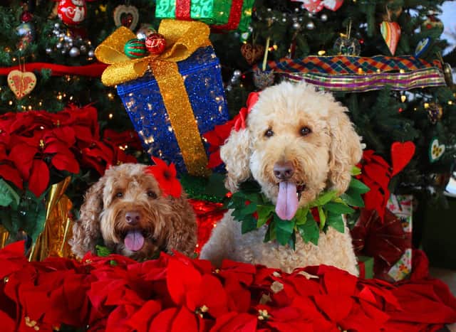 There's no need for your four-legged friend to miss out on the fun of Christmas dinner.