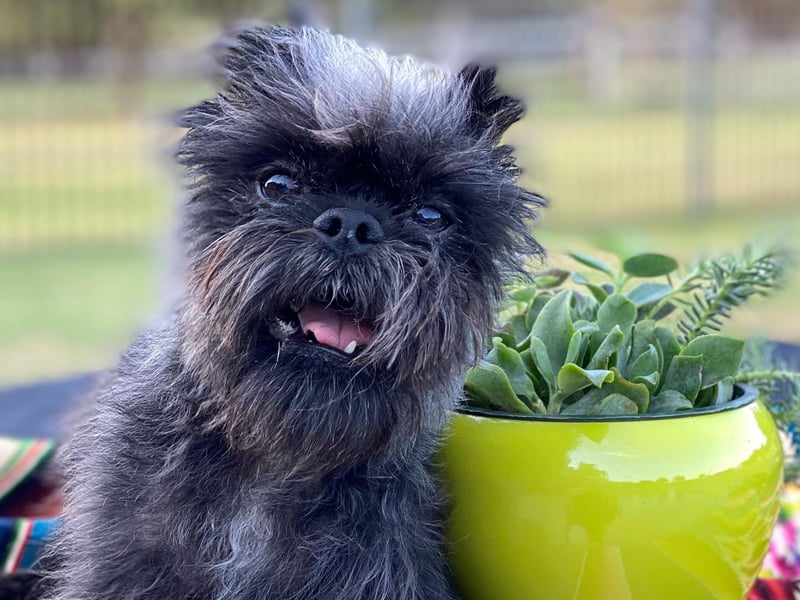 The Affenpinscher is a German breed whose name means 'monkey-dog'. The mix of canine and simian looks makes for a wonderfully strange and oddly cute dog.