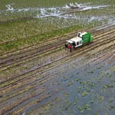 Brussels sprouts being harvested in a flooded field at TH Clements and Son Ltd near Boston, Lincolnshire.