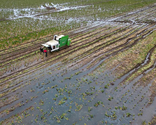 Brussels sprouts being harvested in a flooded field at TH Clements and Son Ltd near Boston, Lincolnshire.