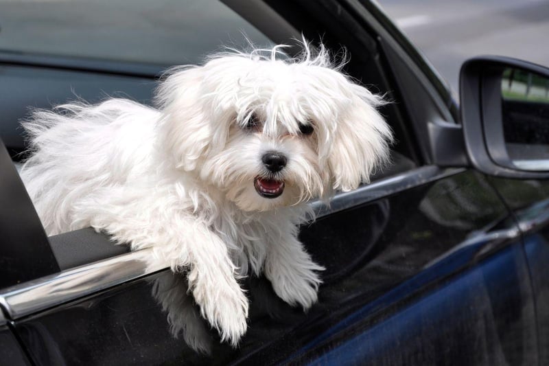 A total of 12 experts reckon that the tiny Maltese makes a perfect travel buddy.