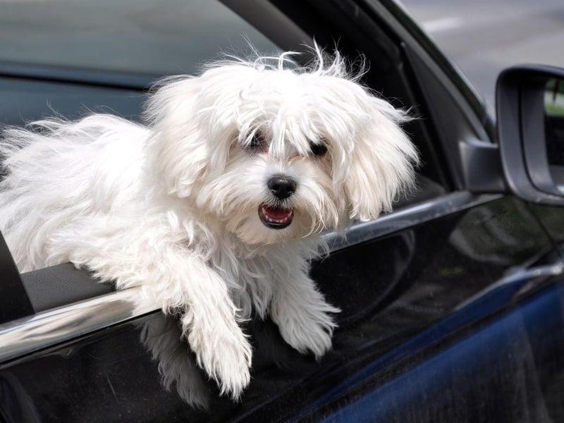 A total of 12 experts reckon that the tiny Maltese makes a perfect travel buddy.