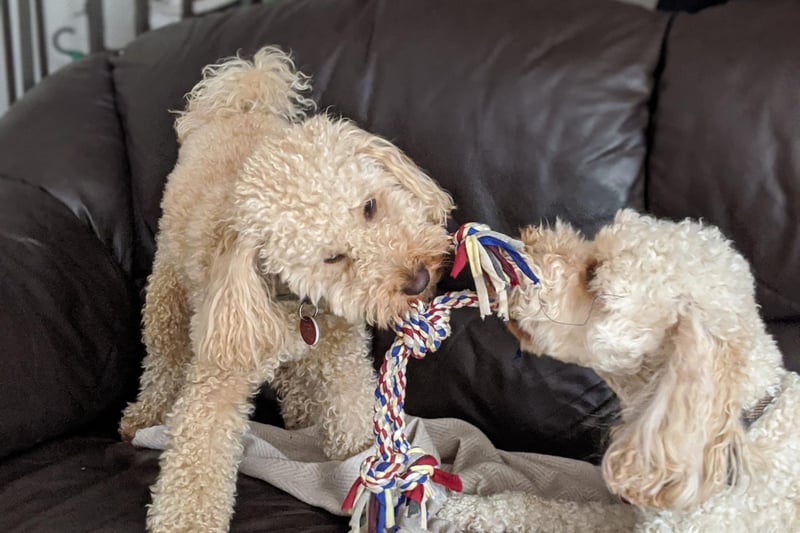 All three sizes of Poodle - Standard, Miniature and Toy - are equally sociable. In fact, the only way to make a Poodle more sociable is by breeding it with a Labrador or Golden Retriever, creating the super-sociable Labradoodle and Goldendoodle.