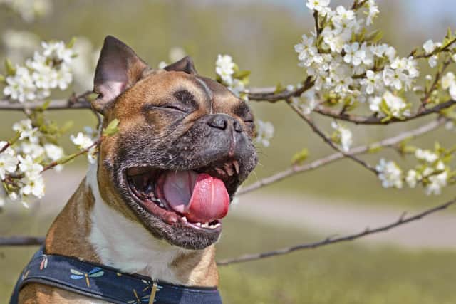 Hay fever season is now upon us, but it’s not just humans that suffer with this condition - pets can become irritated by high pollen counts too.
