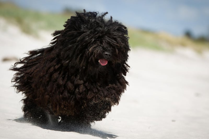 Starting with the dogs that need the most grooming and pampering, with the stunning Puli coming top of the list. The Puli is a Hungarian herding dog that has a thick corded coat that requires long periods of grooming to prevent its fur from becoming matted. If you are willing to put the time and effort in though, they make wonderful family pets.