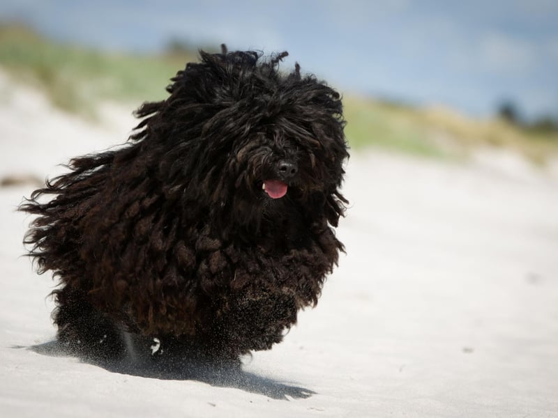 Starting with the dogs that need the most grooming and pampering, with the stunning Puli coming top of the list. The Puli is a Hungarian herding dog that has a thick corded coat that requires long periods of grooming to prevent its fur from becoming matted. If you are willing to put the time and effort in though, they make wonderful family pets.