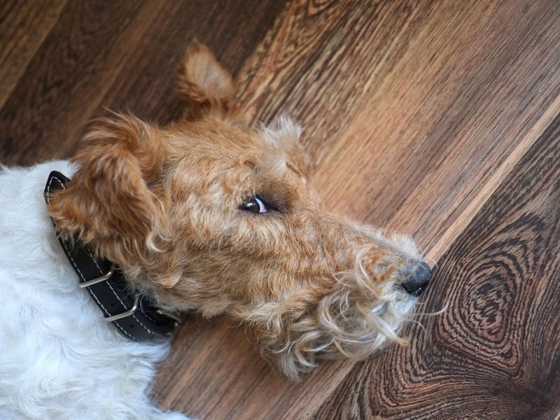 Fox Terriers need to be kept intellectually stimulated to stay happy. Deprive them of this regularly and you can expect everything they can get their paws on to be destroyed.