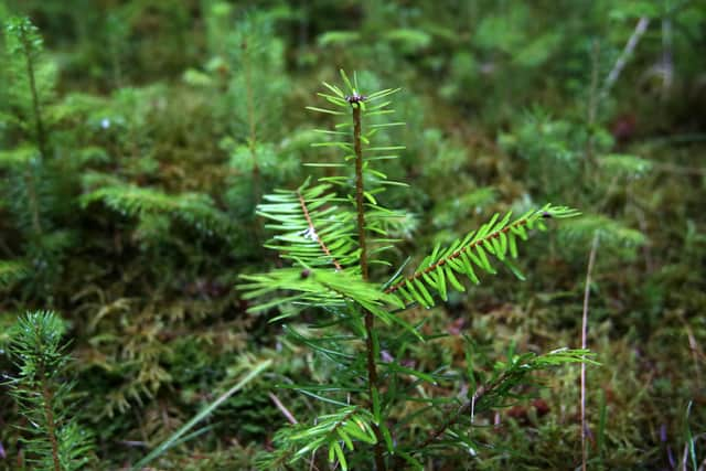 Funding for woodland creation in Scotland has been slashed by 41 per cent (pic: David Cheskin)