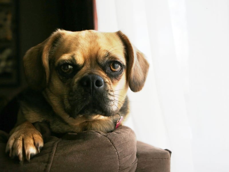 Pacing is a sign of stress in humans and it's no different with dogs. If they can't settle and are constantly on the move, there's something up that needs to be addressed.