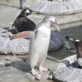 Edinburgh Zoo jokingly threatened to set Kevin, their ‘naughtiest penguin’, on misbehaving visitors.