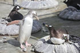 Edinburgh Zoo jokingly threatened to set Kevin, their ‘naughtiest penguin’, on misbehaving visitors.