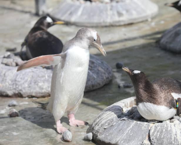 Edinburgh Zoo jokingly threatened to set Kevin, their ‘naughtiest penguin’, on misbehaving visitors.