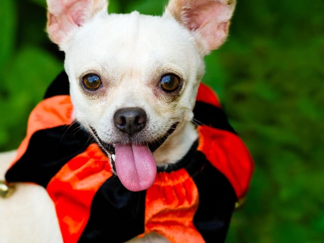 For dogs with a great sense of humour, a simple piece of neckwear can turn them into a jester.