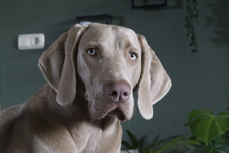 Moving on to breeds less suitable for young families, the Weimaraner is a large and beautiful dog bred to hunt big game that sometimes doesn't know its own strength and can enjoy playing rough with its human family. This is no problem when it comes to adults, but can be an issue with youngsters.