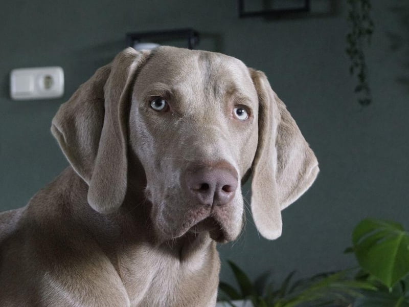 Moving on to breeds less suitable for young families, the Weimaraner is a large and beautiful dog bred to hunt big game that sometimes doesn't know its own strength and can enjoy playing rough with its human family. This is no problem when it comes to adults, but can be an issue with youngsters.