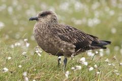 Great skuas, which breed on St Kilda, are one of the Scottish seabirds species hardest hit by the avian flu pandemic. Scotland hosts a large share of the global population so ensuring their survival is crucial -- the NTS is increasing its monitoring of the birds to understand how they are faring and discover whether immunity to the disease is developing