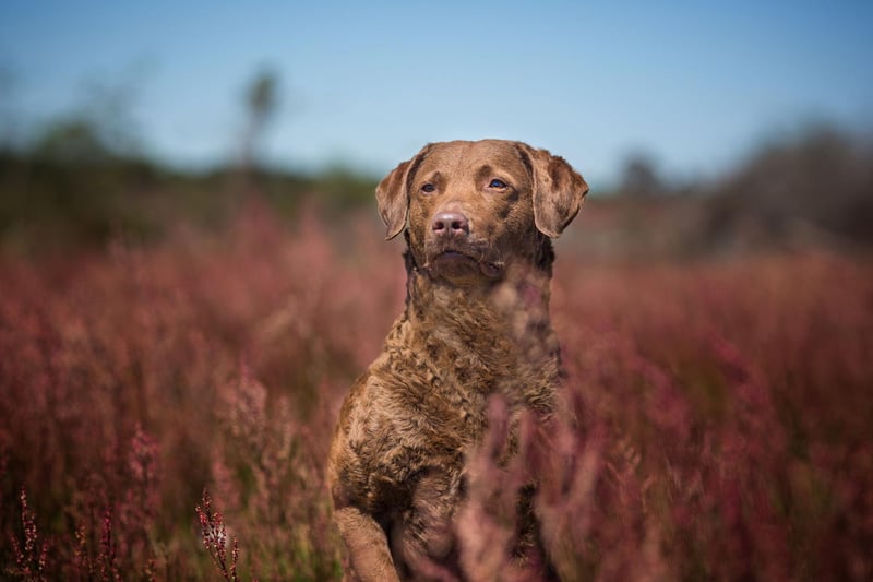 Despite being related to the incredibly gregarious Labrador Retriever and Golden Retriever, the Chesapeake Bay Retriever tends to keep itself to itself. It's a breed that makes for a perfect hunting companion but otherwise very much enjoys its own company.