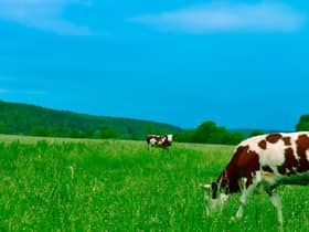 We need to a greater move towards pasture grazing to give us more nutritional and sustainably-produced food, writes Philip Lymbery. PIC: Peakpx.