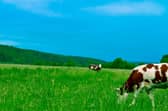 We need to a greater move towards pasture grazing to give us more nutritional and sustainably-produced food, writes Philip Lymbery. PIC: Peakpx.