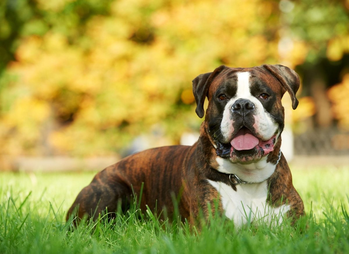 10 dog facts about the playful Boxer | The Scotsman