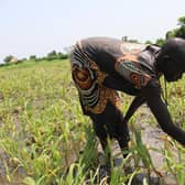 Flooding has destroyed this farmer’s crops in South Sudan leaving villagers in dire need of urgent humanitarian assistance.