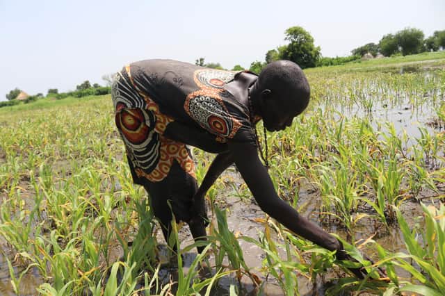 Flooding has destroyed this farmer’s crops in South Sudan leaving villagers in dire need of urgent humanitarian assistance.