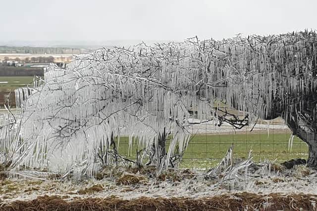 Trees covered in icicles next to the A92 near Falkland in Fife picture: Kirsty Tudor