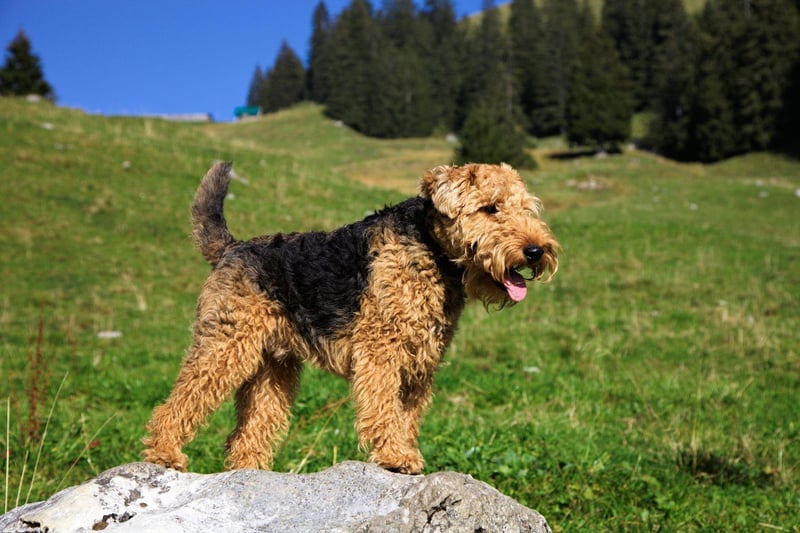 The last of the four-time champs is the Welsh Terrier. Sadly this is a dog you will see fairly rarely - it is now classed as a vulnerable native dog breed by the Kennel Club after a steep drop in popularity.