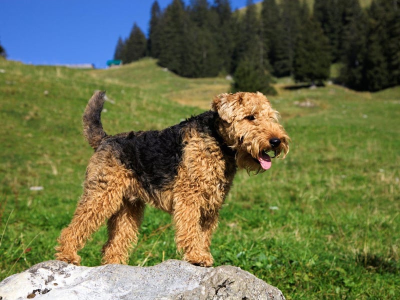 The last of the four-time champs is the Welsh Terrier. Sadly this is a dog you will see fairly rarely - it is now classed as a vulnerable native dog breed by the Kennel Club after a steep drop in popularity.