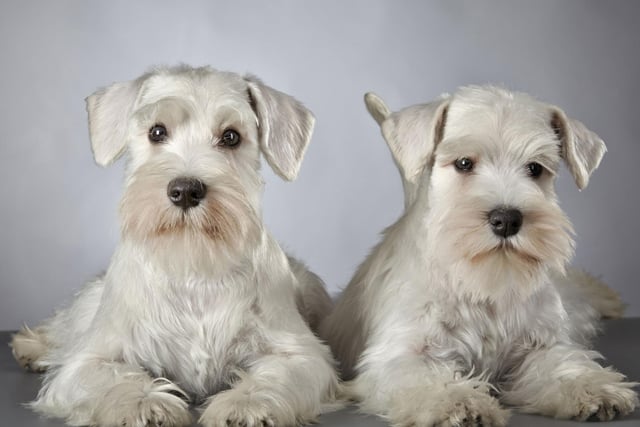 Initially the Miniature Schnauzer was called a Wire-Haired Pinscher, a name still used in some parts of the world as late as the 1990s.
