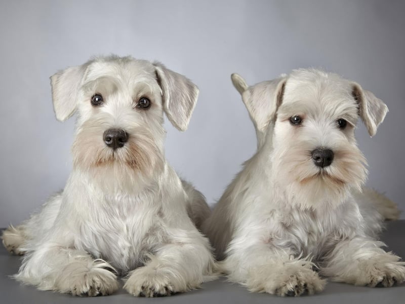 Initially the Miniature Schnauzer was called a Wire-Haired Pinscher, a name still used in some parts of the world as late as the 1990s.