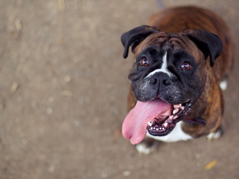 The Boxer's coat can have many different patterns and colours - including fawn, brindle and even pure white. But the breed does not carry the gene for a solid black coat, so purebred black Boxers do not exist
