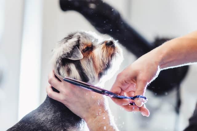 As the UK lockdown continues, you may have noticed that your dog’s fur has grown a little long and is becoming unmanageable (Photo: Shutterstock)