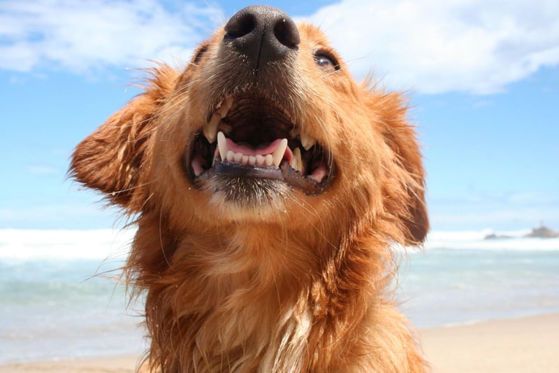 Dogs are naturally sociable - particularly with their beloved owners. Your pooch should be engaged with you, welcoming you to the door and interested in what you're up to. If they're slumped in their bed and not alert to their surroundings then something is up.