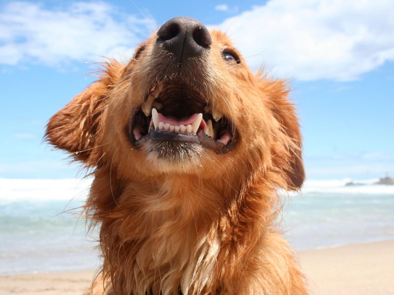 Dogs are naturally sociable - particularly with their beloved owners. Your pooch should be engaged with you, welcoming you to the door and interested in what you're up to. If they're slumped in their bed and not alert to their surroundings then something is up.